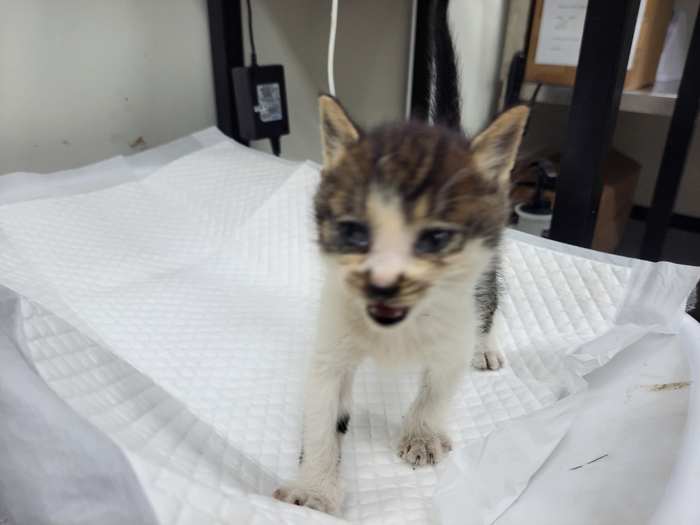 고양시동물보호센터_441394202502213